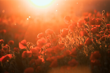 Beautiful field of red poppies in the sunset light.