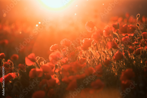 Schilderij op canvas Beautiful field of red poppies in the sunset light.