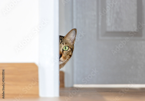 Canvas Print The cat peeks out from behind the door