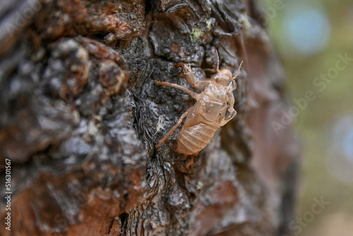 emanated vase of Mediterranean cicada photo