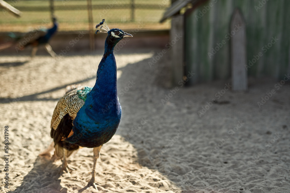 Peacock walking in paddock on farm or ranch Peacock walking in paddock on farm or ranch