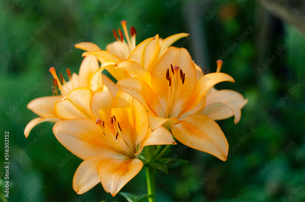 Closeup of beautiful, orange tiger lily blossom in summer Closeup of beautiful, orange tiger lily blossom in summer