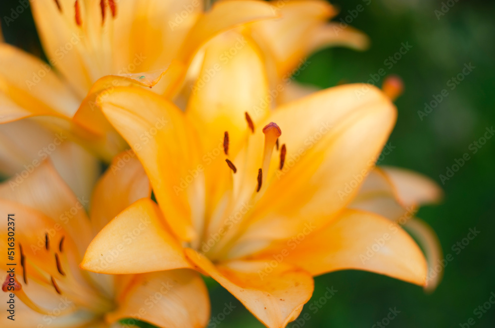 Closeup of beautiful, orange tiger lily blossom in summer Closeup of beautiful, orange tiger lily blossom in summer
