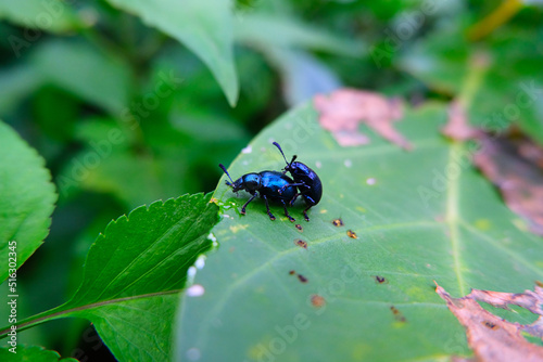 Chrysolina coerulans, blue mint leaf beetle with black legs and antennae,  smooth head and parallel-sided thorax, the pronotal disk of C. coerulans has fine punctures, a smooth elytra  metallic blue  photo