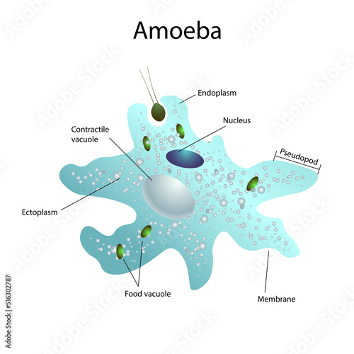Structure of Amoeba in illustration. Contractile vacuole, and pseudopodia. Anatomy of microorganism.