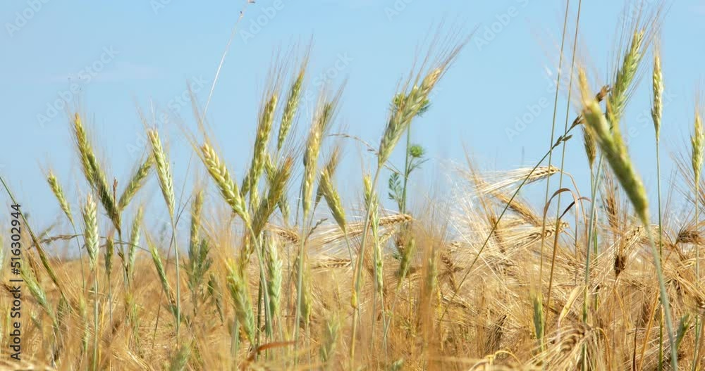 Yellow agriculture field with ripe wheat and blue sky with clouds over it. Yellow agriculture field with ripe wheat and blue sky with clouds over it.