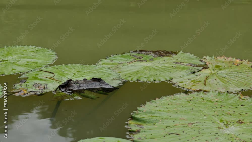 Water lily in the pond. Beautiful water lily leaves on the water. Waves on green water Water lily in the pond. Beautiful water lily leaves on the water. Waves on green water