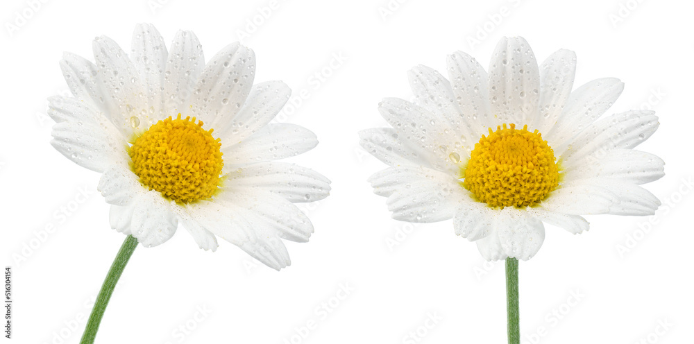 chamomile flower beautiful and delicate on white background. chamomile or daisies isolated on white background with clipping path.  - obrazy, fototapety, plakaty 