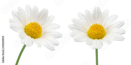 chamomile flower beautiful and delicate on white background. chamomile or daisies isolated on white background with clipping path. 