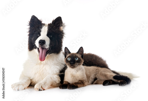 Fototapeta Naklejka Na Ścianę i Meble -  young Yakutian Laika and cat