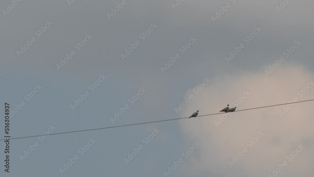 Forest pigeons - wood pigeons - sit on wires Forest pigeons - wood pigeons - sit on wires
