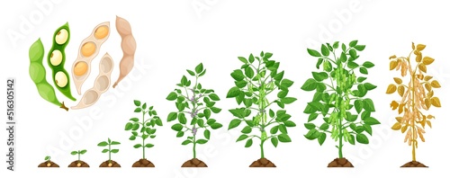 Soy growth stages, soybean vegetable plant grow cycle, vector seedling phases. Soy beans growing process from seed in soil to sprout, garden and agriculture, vegetables crop and farm harvest