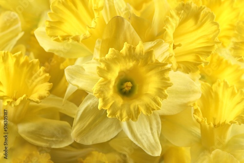 Daffodils, the flowers as a natural background