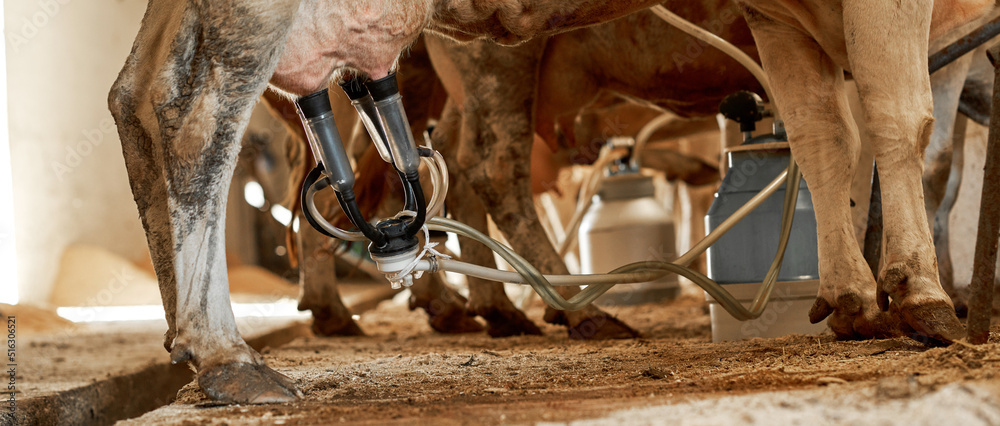 Cows milking with milking machine to can on farm Cows milking with milking machine to can on farm