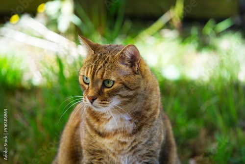 Wallpaper Mural Own female brown black white cat sitting on terrace wall on a sunny summer day. Photo taken July 9th, 2022, Zurich, Switzerland. Torontodigital.ca
