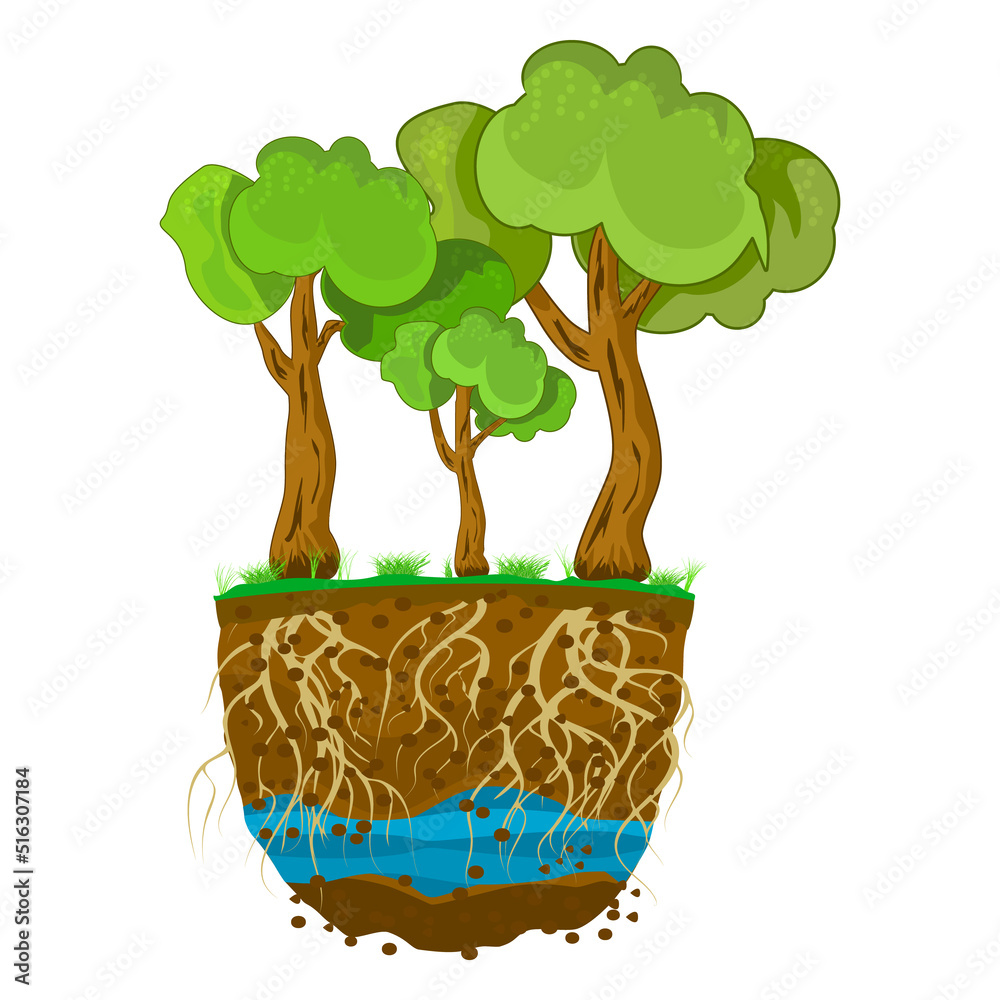 Plakat Trees with root system in soil. Tree growing in the soil. Plant