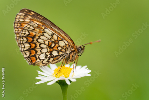 A macro photography of rare species of butterfly sitting on the daisy. Summer in the countryside.