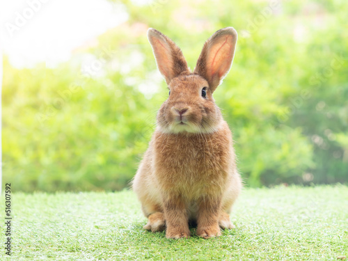 Brown cute rabbit sitting on grass with green nature background. Lovely action of young rabbit.