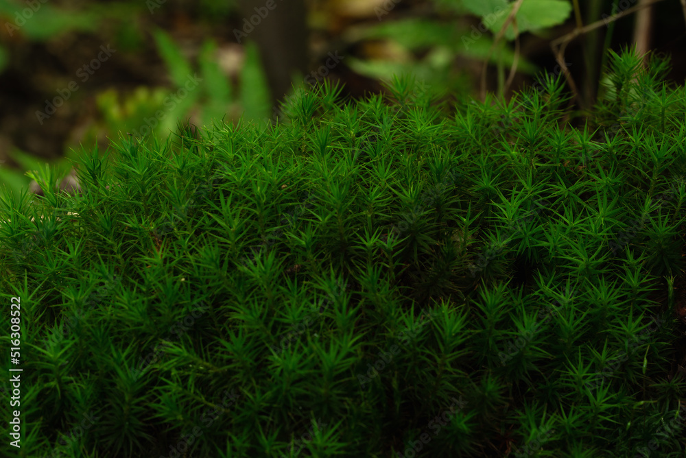 green forest vegetation in the form of thickets of moss