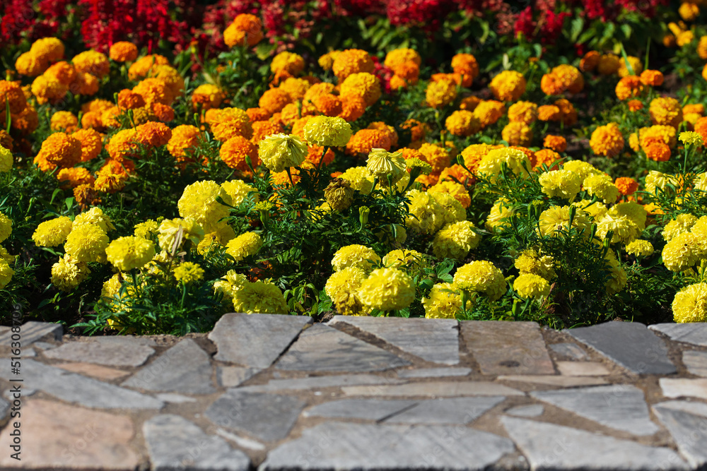 Autumn flowering of marigolds in the city park