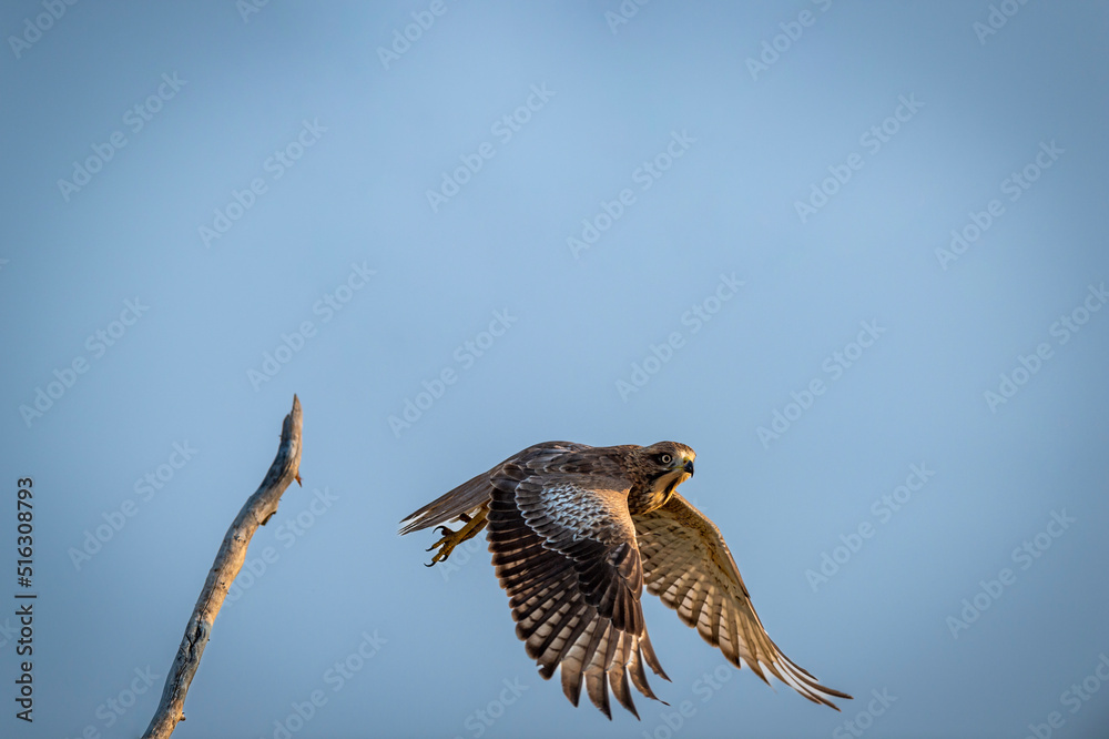 Obraz premium White eyed buzzard or Butastur teesa in air with full wingspan in pattern taking off for flight or leaving from perch at forest of india asia