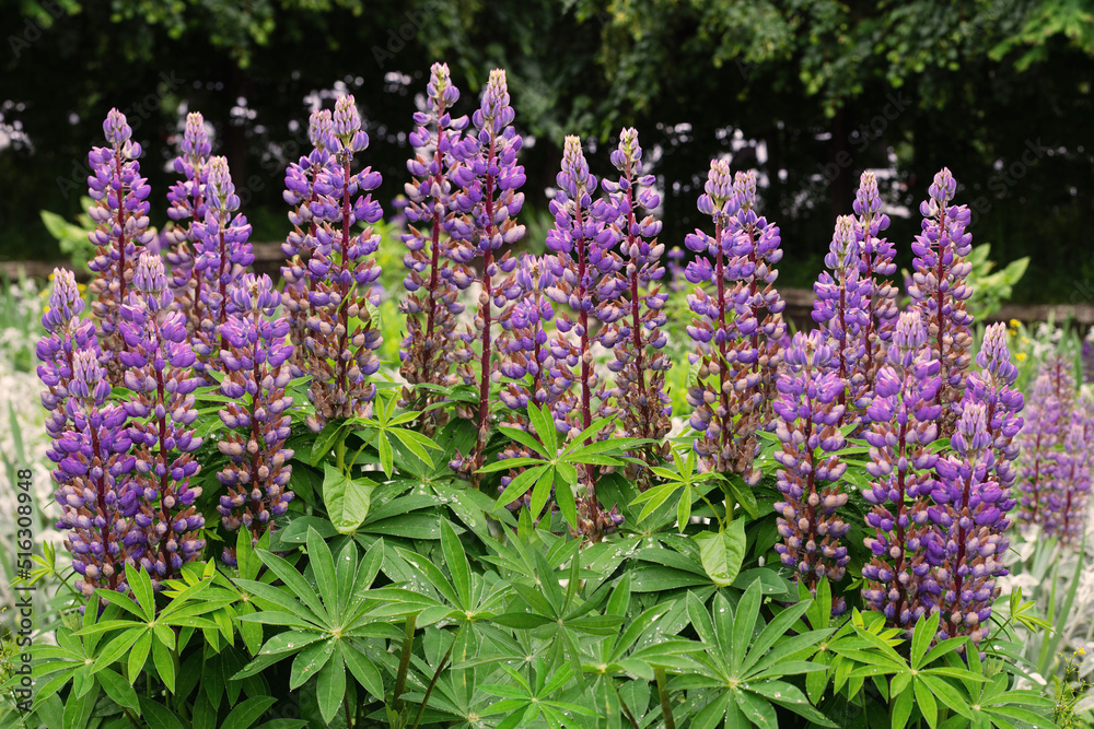 Obraz premium Flowering lupine in a flowerbed in the park