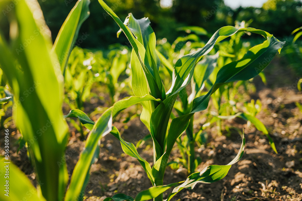 Young fresh green plants corn growing on farmland or field. Fertile black rich soil, chernozem. Maize view on golden hour, sunny rays background. Agriculture, vegetable, organic, cultivation. Young fresh green plants corn growing on farmland or field. Fertile black rich soil, chernozem. Maize view on golden hour, sunny rays background. Agriculture, vegetable, organic, cultivation.