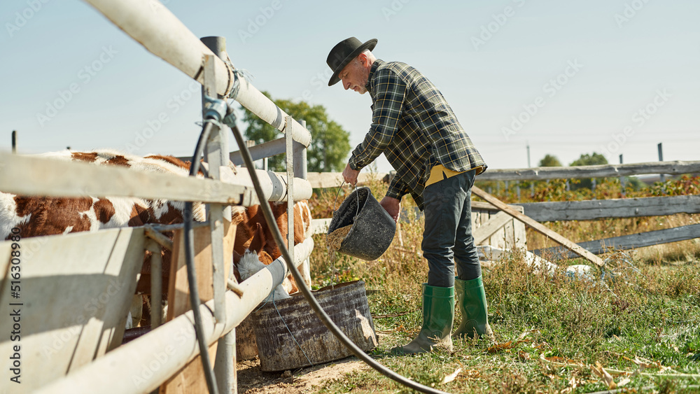 Male farmer feeding milk cows in paddock on farm Male farmer feeding milk cows in paddock on farm