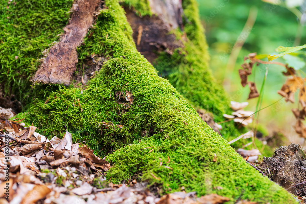Autumn macro landscape with moss and leaf Autumn macro landscape with moss and leaf