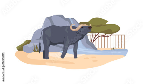Buffalo in bioreserve, African bovine animal in menagerie, ox in zoo. Animal conservation park with habitat and ecosystem. Zoological garden and nature reserve. Flat cartoon, vector illustration