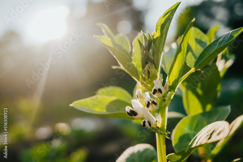 Young green plants of broad beans blooming with white flowers growing on farmland or field on fertile rich soil, chernozem. Golden hour background. Agriculture, vegetable, organic, cultivation.