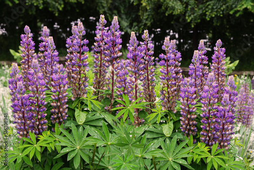 Flowering lupine in a flowerbed in the park