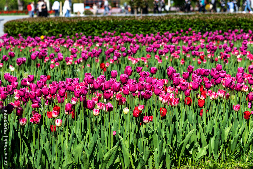 Flowerbed with purple tulips. Purple field of blooming spring tulips. Blooming purple tulips in the sun. A group of beautiful purple tulips.