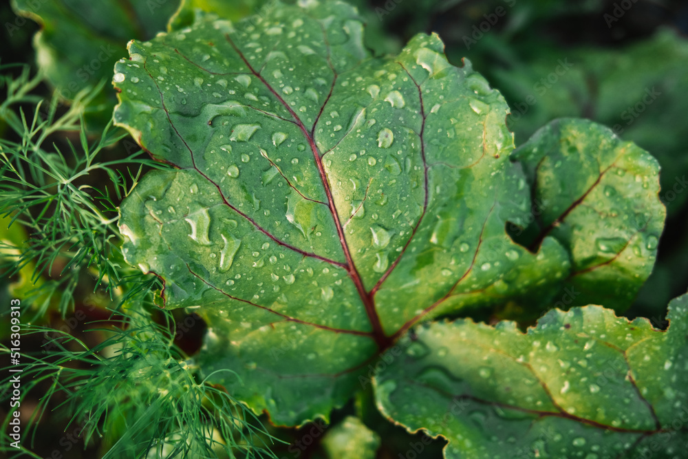 Young fresh green plants beet leaves growing on farmland or field. Fertile black rich soil, chernozem. Plant with rain drops or after watering. Agriculture, vegetable, organic, cultivation. Young fresh green plants beet leaves growing on farmland or field. Fertile black rich soil, chernozem. Plant with rain drops or after watering. Agriculture, vegetable, organic, cultivation.