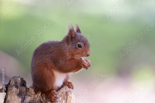 A backlight Red Squirrel sitting on tree branch in the Queen Elizabeth Forest in Scotland