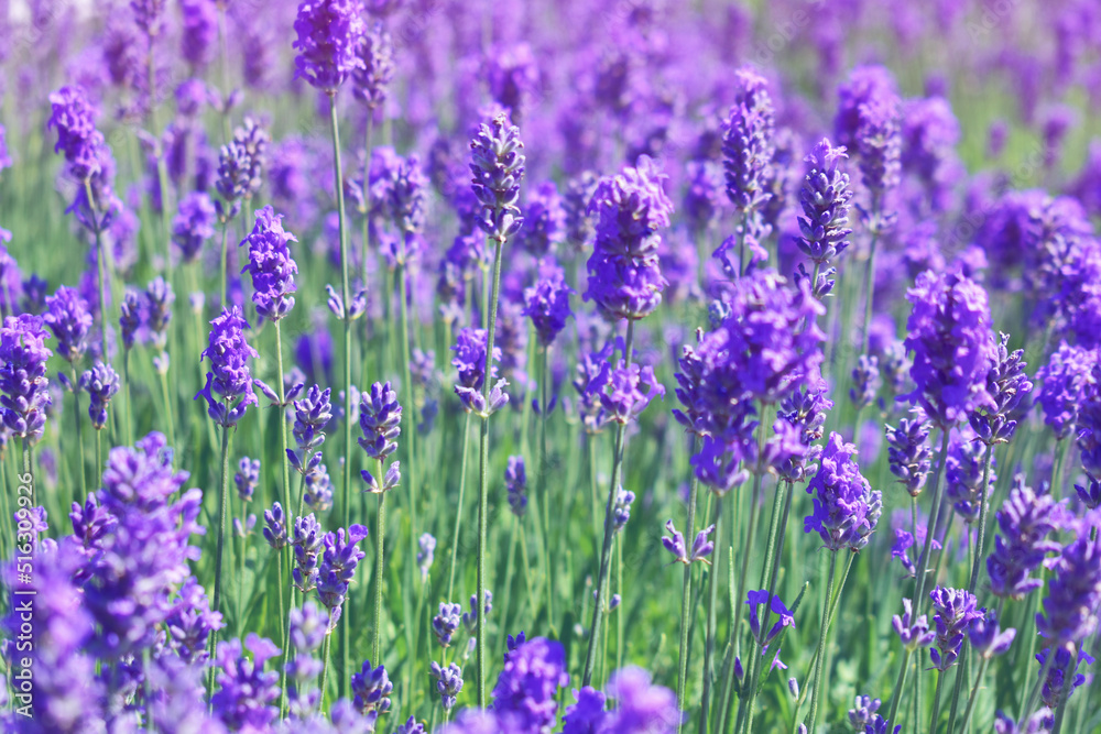 Naklejka premium Lavender flowers in purple-pink light. A field with flowers. Summer sunny background. Beauty in nature.