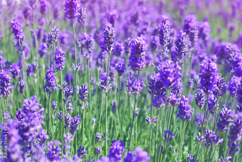 Lavender flowers in purple-pink light. A field with flowers. Summer sunny background. Beauty in nature.