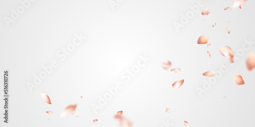 Falling Sakura Petals Background 3d Illustration Design Vector