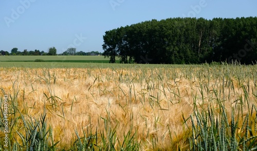 Paysage agricole de la campagne namuroise en été, avec un champ céréalier à l'avant-plan et des prairies, ainsi qu'un bosquet à l'arrière-plan