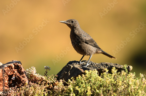 roquero solitario en la sierra abulense