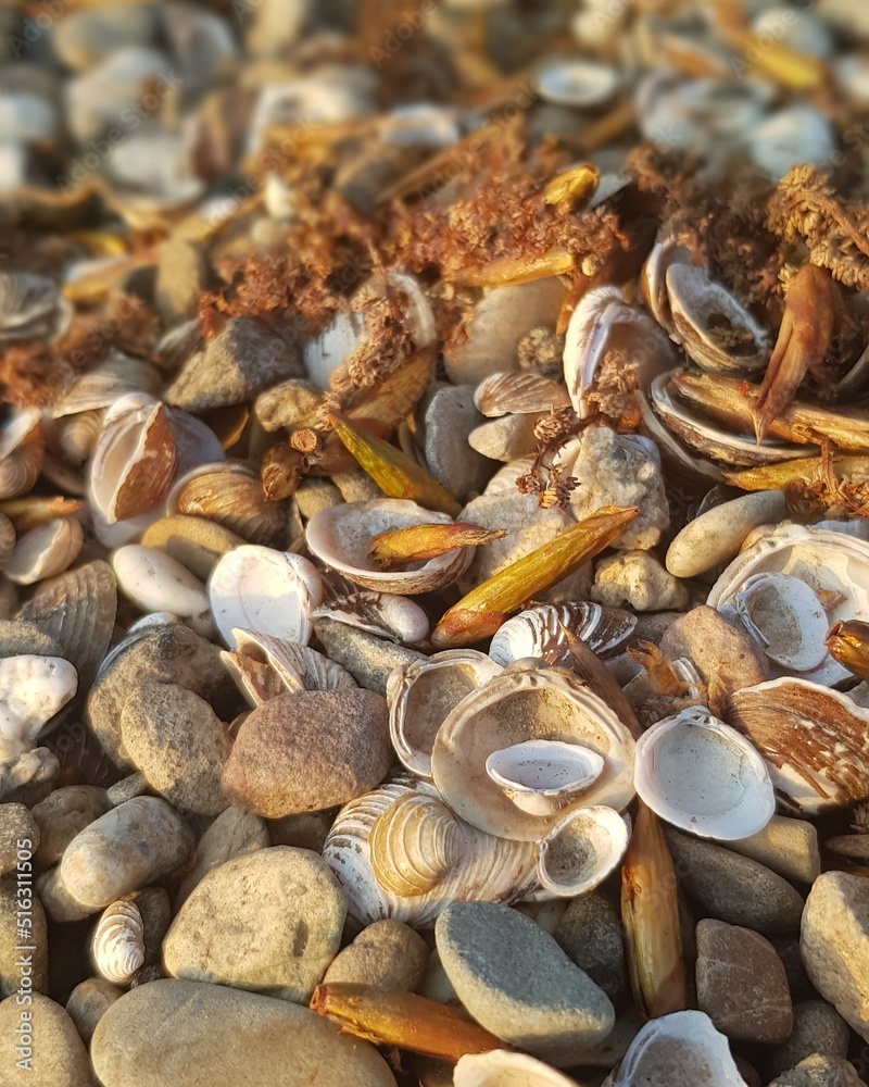 seashells on the beach seashells on the beach
