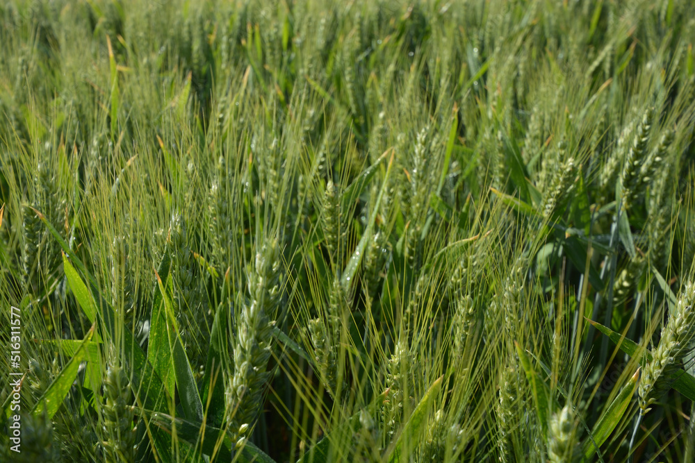 Macro close up of fresh young ears of young green wheat in spring summer field. Free space for text. Agriculture scene Macro close up of fresh young ears of young green wheat in spring summer field. Free space for text. Agriculture scene