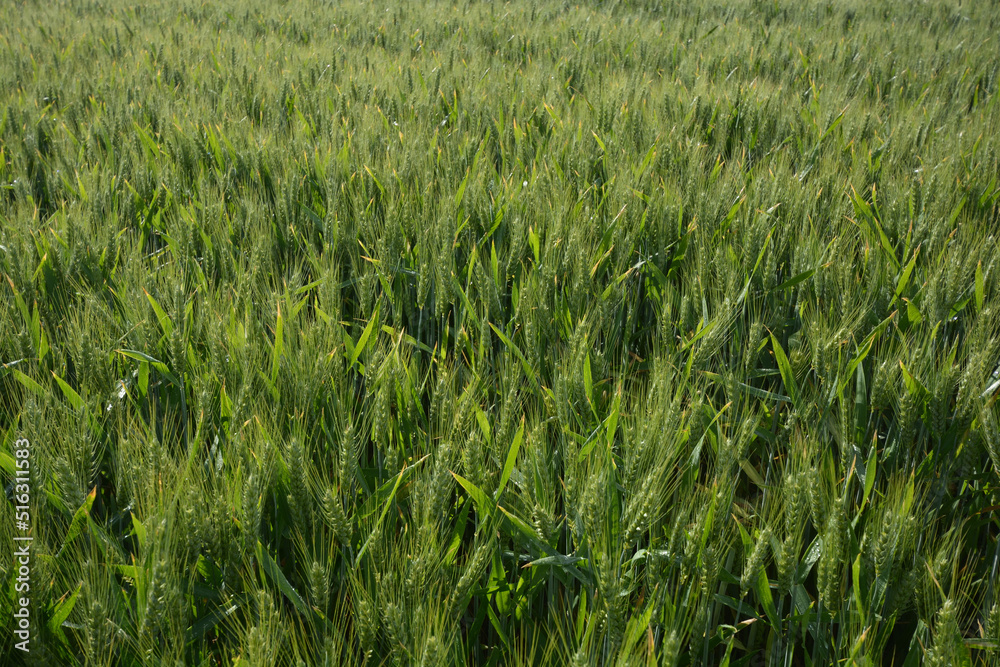 The wheat field is green. Young wheat on the field. View from above. Textural background of green wheat. The wheat field is green. Young wheat on the field. View from above. Textural background of green wheat.