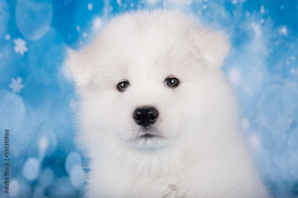 White fluffy small Samoyed puppy dog muzzle close up