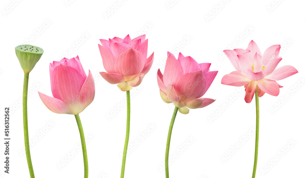 Pink lotus isolated on white background with clipping path. Pink lotus isolated on white background with clipping path.