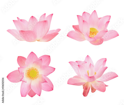 Pink lotus isolated on white background with clipping path.