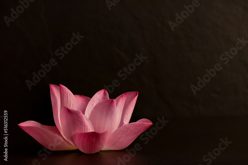 Pink lotus isolated on black ceramic background.