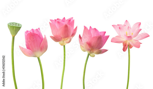 Pink lotus isolated on white background with clipping path.