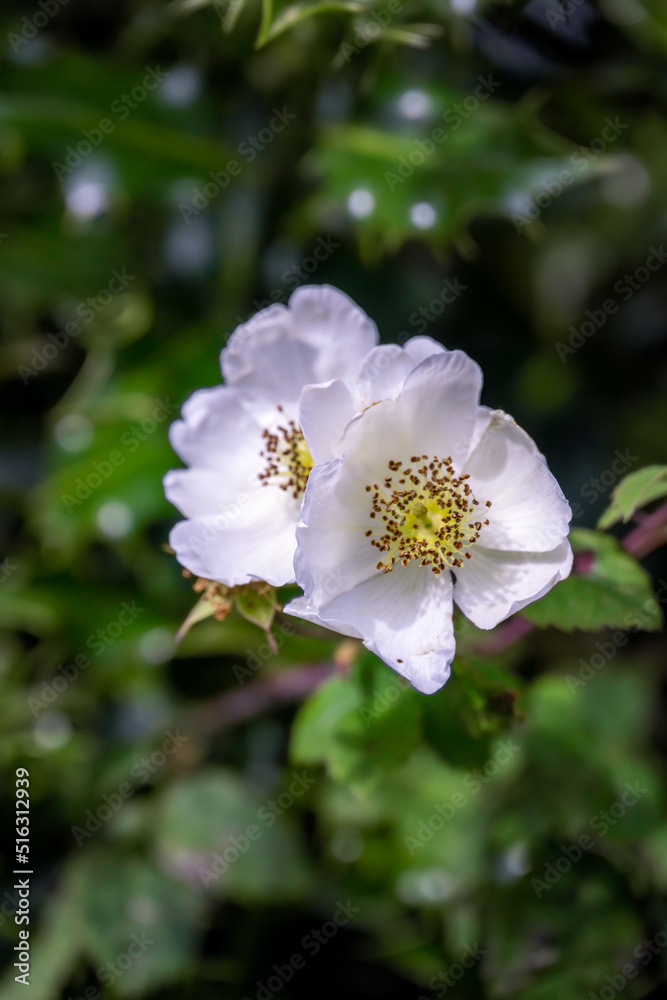 Close up of the field rose or Rosa arvensis Huds. in a hedge Close up of the field rose or Rosa arvensis Huds. in a hedge