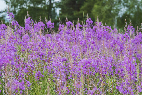 the ivan tea plant blooms in the field